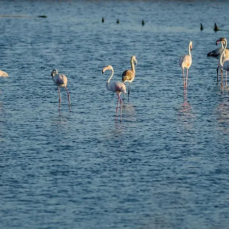 Sotto Mayor * フィゲイラ・ダ・フォズ